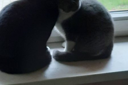 Gedrimų savarankiško gyvenimo namai