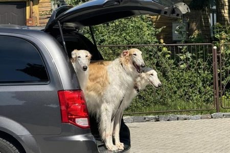VšĮ Šiaulių paliatyvios pagalbos ir slaugos centras „Prasmė“