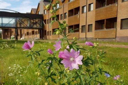Slaugos namai „Addere Care“